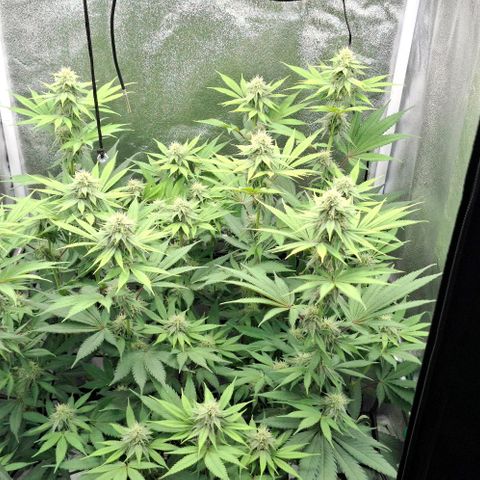 Cherry Poppers #1 growlog timeline photo