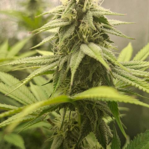 Cherry Poppers #1 growlog timeline photo