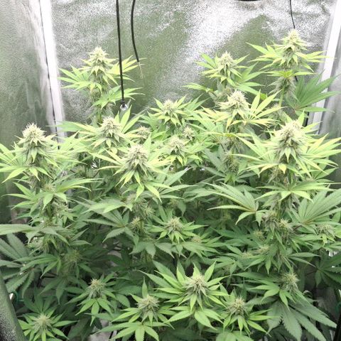 Cherry Poppers #1 growlog timeline photo