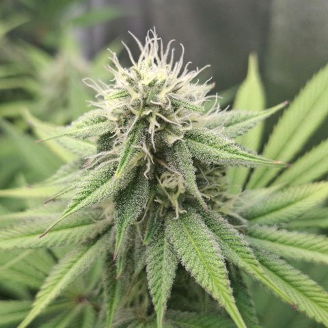 Cherry Poppers #1 growlog timeline photo