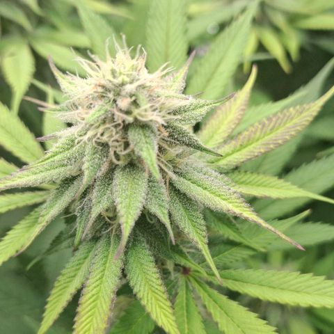 Cherry Poppers #1 growlog timeline photo