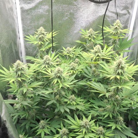 Cherry Poppers #1 growlog timeline photo