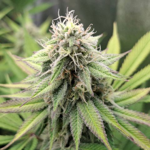 Cherry Poppers #1 growlog timeline photo