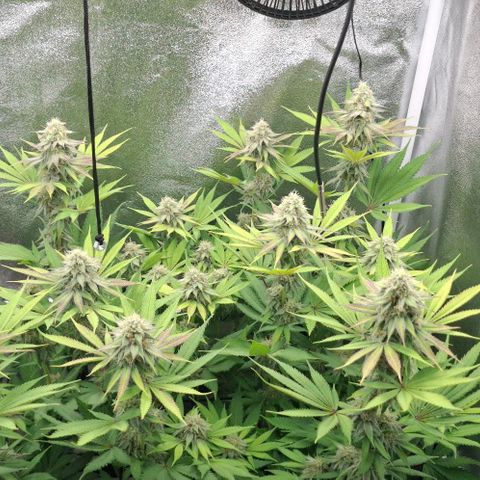 Cherry Poppers #1 growlog timeline photo