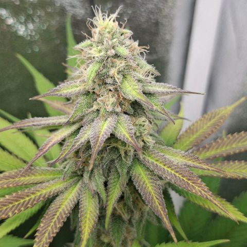 Cherry Poppers #1 growlog timeline photo