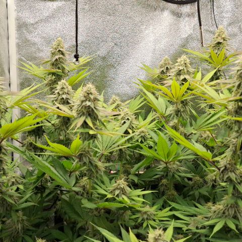 Cherry Poppers #1 growlog timeline photo