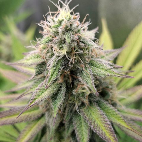 Cherry Poppers #1 growlog timeline photo