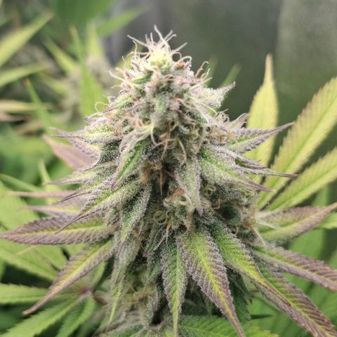 Cherry Poppers #1 growlog timeline photo