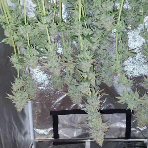 Cherry Poppers #1 growlog timeline photo