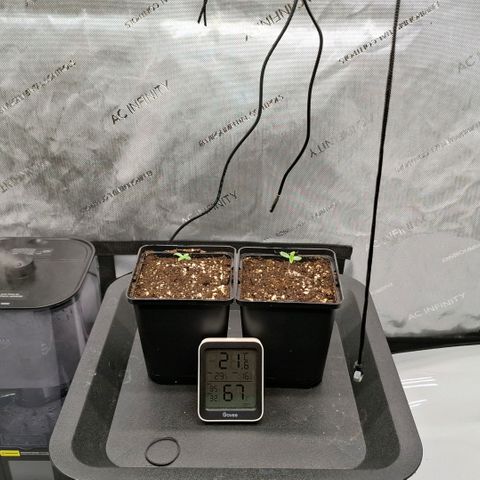 Mimosa Evo x Orange Punch #1 #2 growlog timeline photo