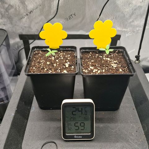 Mimosa Evo x Orange Punch #1 #2 growlog timeline photo