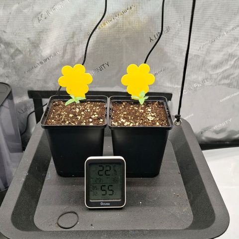 Mimosa Evo x Orange Punch #1 #2 growlog timeline photo