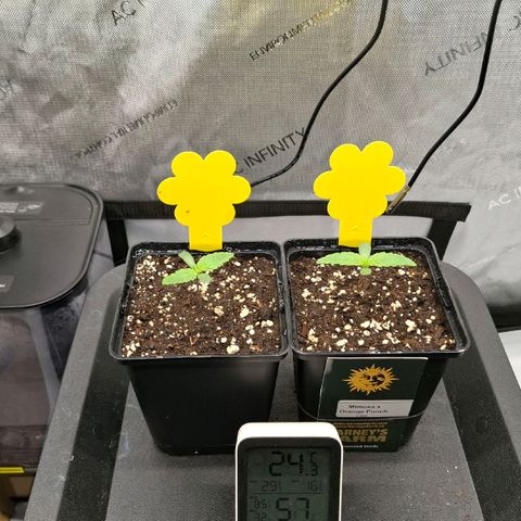 Mimosa Evo x Orange Punch #1 #2 growlog timeline photo