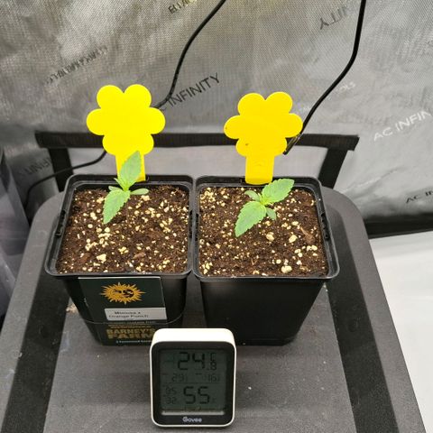 Mimosa Evo x Orange Punch #1 #2 growlog timeline photo
