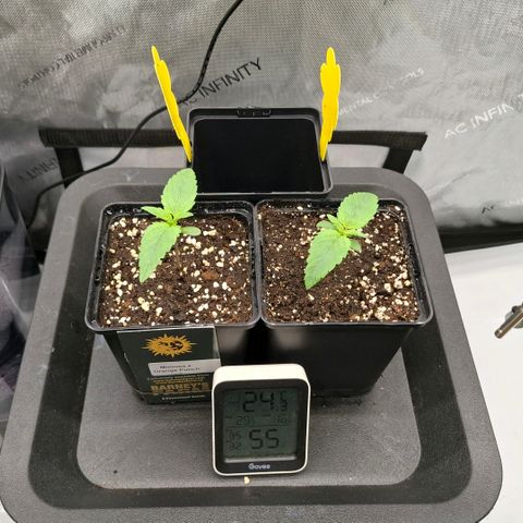 Mimosa Evo x Orange Punch #1 #2 growlog timeline photo