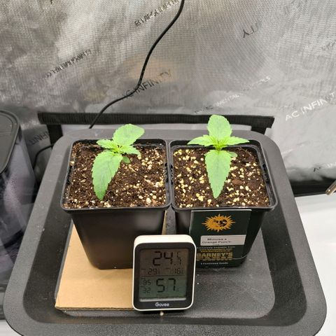 Mimosa Evo x Orange Punch #1 #2 growlog timeline photo