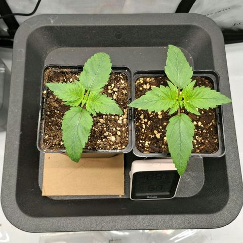 Mimosa Evo x Orange Punch #1 #2 growlog timeline photo