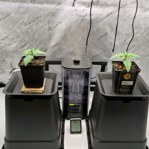 Mimosa Evo x Orange Punch #1 #2 growlog timeline photo