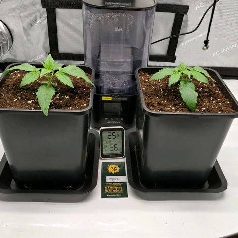 Mimosa Evo x Orange Punch #1 #2 growlog timeline photo