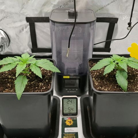 Mimosa Evo x Orange Punch #1 #2 growlog timeline photo
