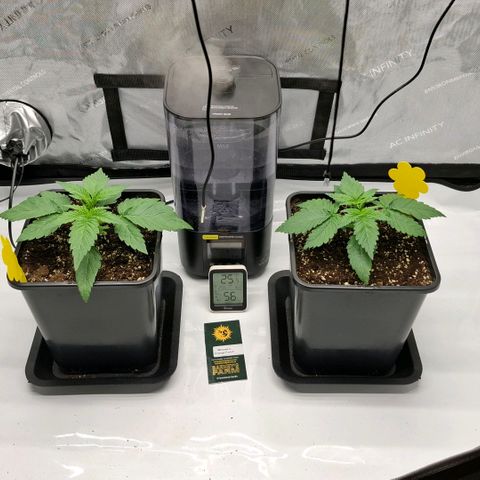 Mimosa Evo x Orange Punch #1 #2 growlog timeline photo