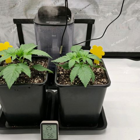 Mimosa Evo x Orange Punch #1 #2 growlog timeline photo