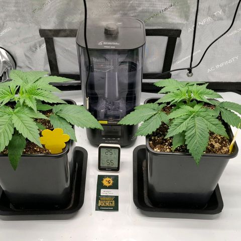 Mimosa Evo x Orange Punch #1 #2 growlog timeline photo