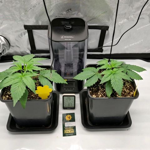 Mimosa Evo x Orange Punch #1 #2 growlog timeline photo