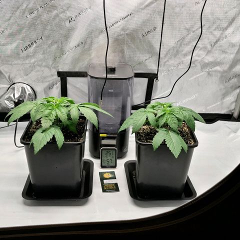 Mimosa Evo x Orange Punch #1 #2 growlog timeline photo