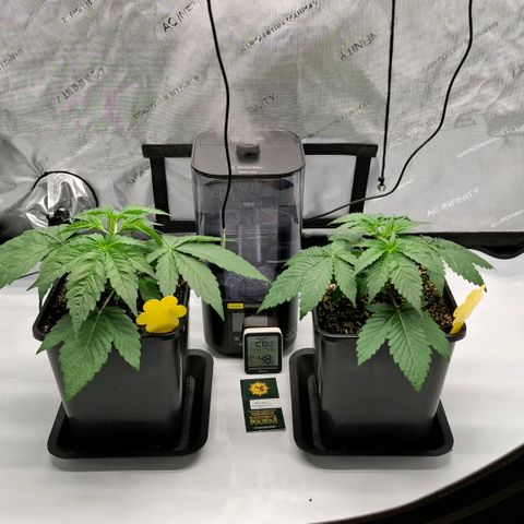 Mimosa Evo x Orange Punch #1 #2 growlog timeline photo