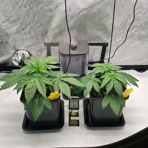 Mimosa Evo x Orange Punch #1 #2 growlog timeline photo