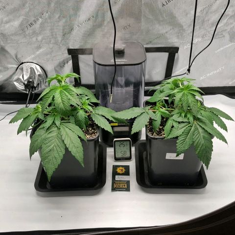 Mimosa Evo x Orange Punch #1 #2 growlog timeline photo