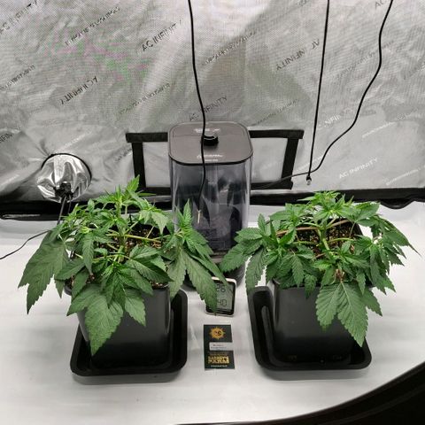 Mimosa Evo x Orange Punch #1 #2 growlog timeline photo