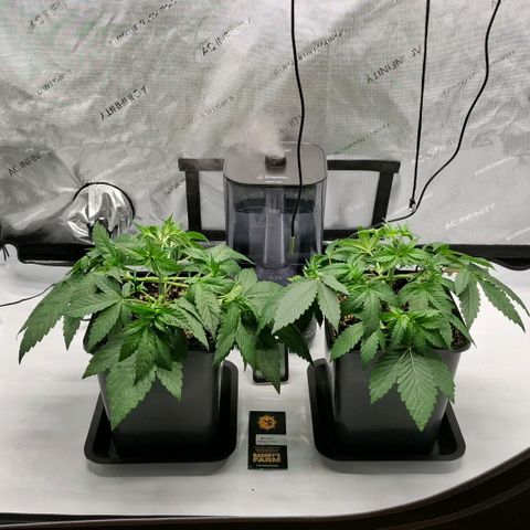 Mimosa Evo x Orange Punch #1 #2 growlog timeline photo