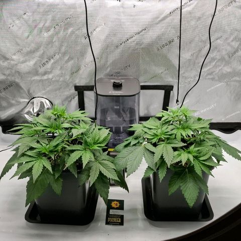 Mimosa Evo x Orange Punch #1 #2 growlog timeline photo