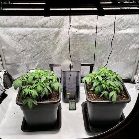 Mimosa Evo x Orange Punch #1 #2 growlog timeline photo