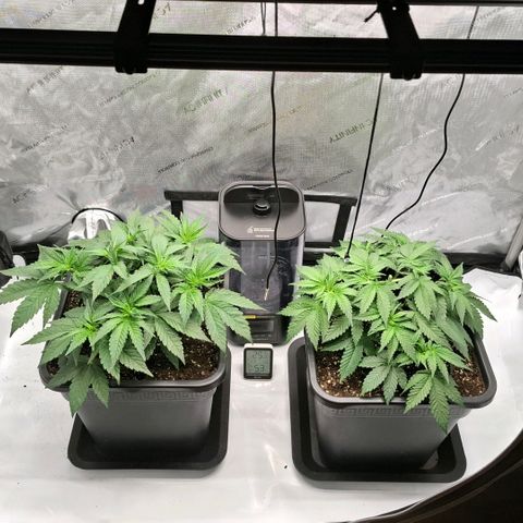 Mimosa Evo x Orange Punch #1 #2 growlog timeline photo