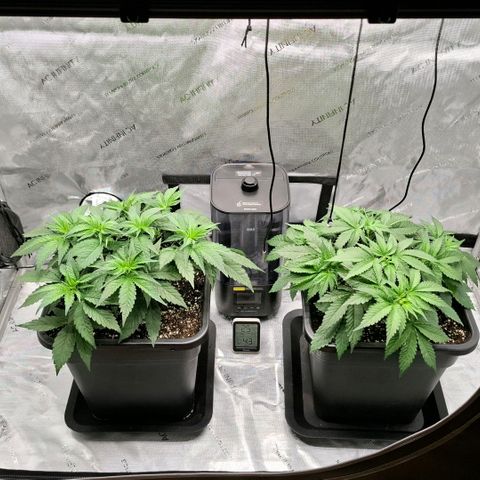 Mimosa Evo x Orange Punch #1 #2 growlog timeline photo