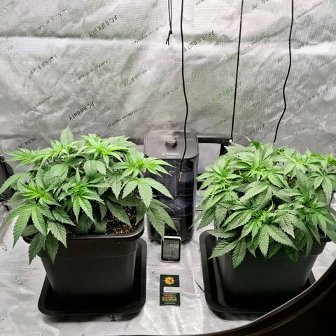 Mimosa Evo x Orange Punch #1 #2 growlog timeline photo