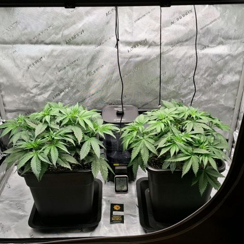 Mimosa Evo x Orange Punch #1 #2 growlog timeline photo