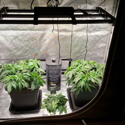 Mimosa Evo x Orange Punch #1 #2 growlog timeline photo