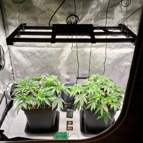 Mimosa Evo x Orange Punch #1 #2 growlog timeline photo