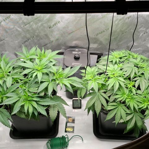 Mimosa Evo x Orange Punch #1 #2 growlog timeline photo