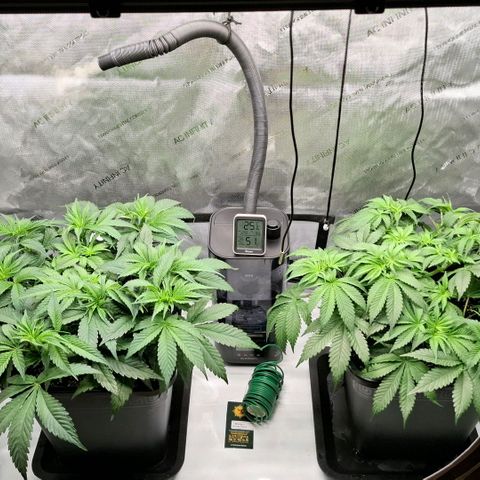 Mimosa Evo x Orange Punch #1 #2 growlog timeline photo