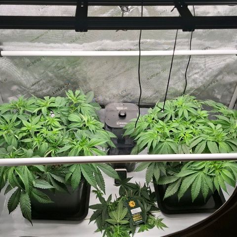 Mimosa Evo x Orange Punch #1 #2 growlog timeline photo