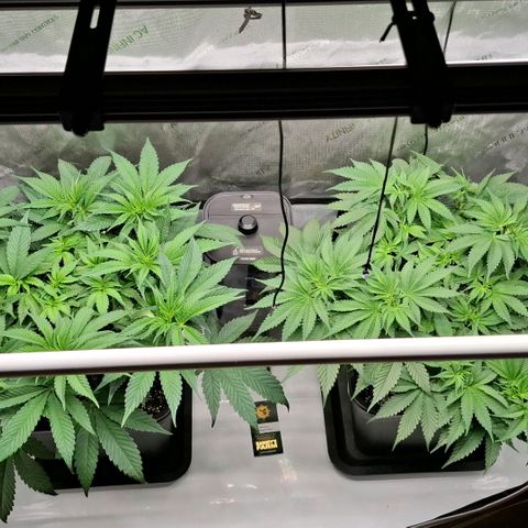 Mimosa Evo x Orange Punch #1 #2 growlog timeline photo