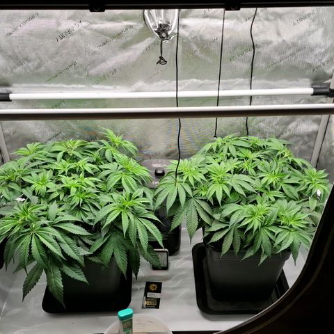 Mimosa Evo x Orange Punch #1 #2 growlog timeline photo