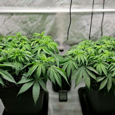 Mimosa Evo x Orange Punch #1 #2 growlog timeline photo