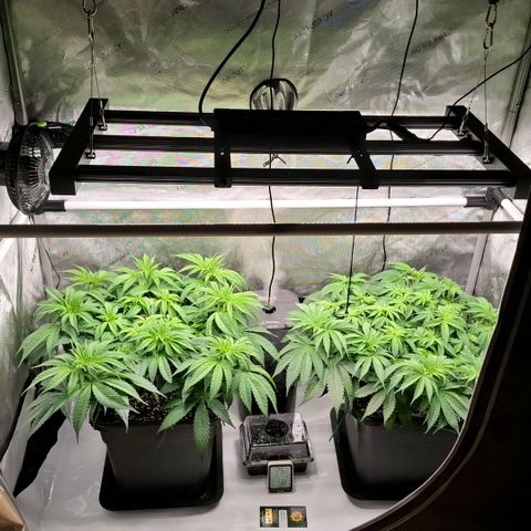 Mimosa Evo x Orange Punch #1 #2 growlog timeline photo