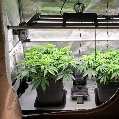 Mimosa Evo x Orange Punch #1 #2 growlog timeline photo